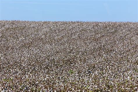 Cotton Fields White With Ripe Cotton Ready For Harvesting Stock Photo