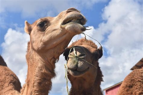 3000 Camel Pictures