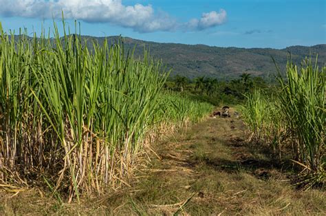 Sugar Cane Plantation In Cuba Stock Photo Download Image Now Istock