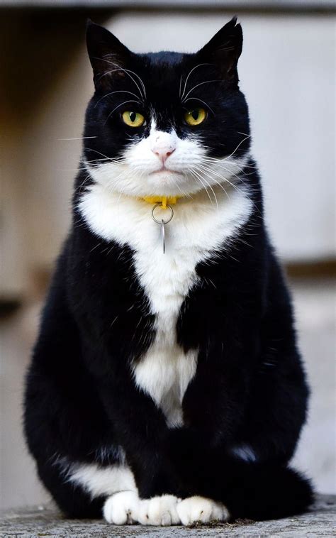 Palmerston The Foreign Office Cat Sitting In Downing Street Opposite