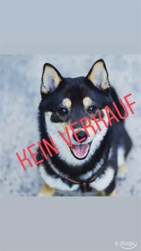The data on the price of shiba inu (shib) and other related information presented on this website is obtained automatically from open sources therefore we cannot warrant its accuracy. Shiba Inu Rüde 3 Jahre Schwarz und Loh