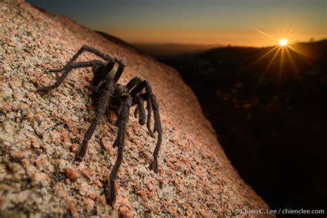 California Ebony Tarantula Aphonopelma Eutylenum ♂ Flickr
