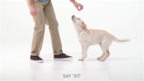 How To Teach A Dog To Sit Youtube