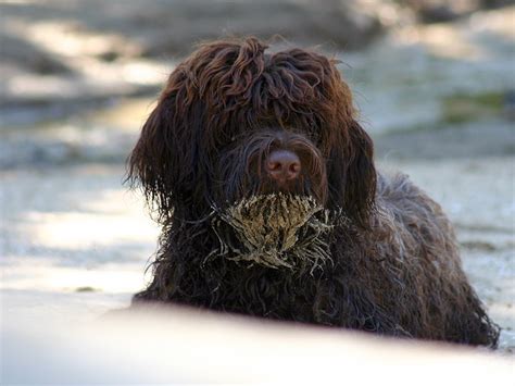 De 16kg a 25kg cor: Água Português Cão - Dogs breeds | Pets