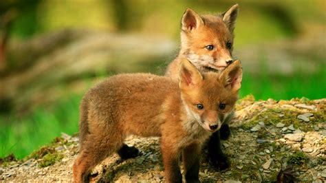 Fox Vulpes Vulpes British Mammals Woodland Trust