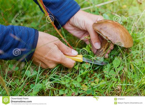 Female Hands Cut Fresh Edible Young Mushroom In Forest Close Up Stock