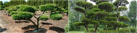 Our winter flowering camellia sasanqua cloud pruned are loving this warm start to the year. Cloud Tree Supplier | Ilex Holly Beech Pine Yew Topiary at ...