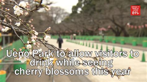 Tokyo S Ueno Park To Allow Visitors To Drink While Seeing Cherry Blossoms This Year Nippon TV