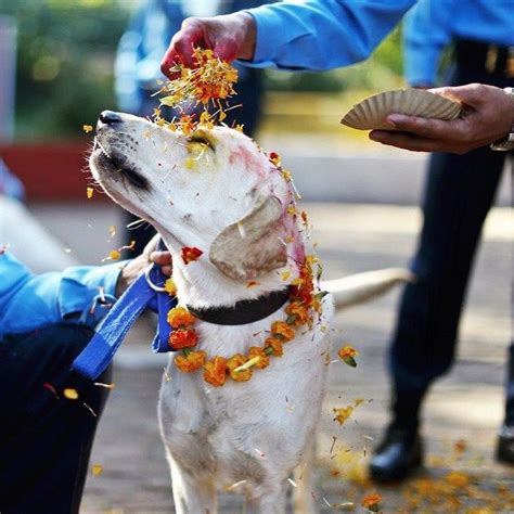 A Celebration Of Nepali Culture Tihar Festival Blogblog