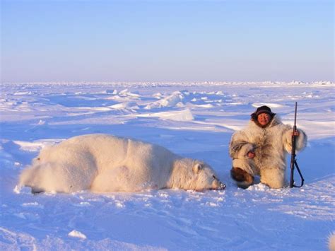 Polar Bear And Jose Tinashlu Photo Alaskan Hunting Fishing Inuit