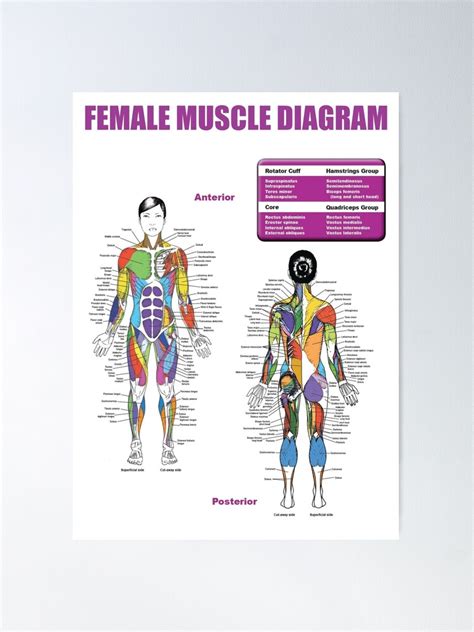 Female Muscle Diagram Anatomy Chart Poster For Sale By