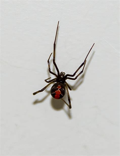 Are Redback Spiders Increasing In Sydney Sydneys Best Pest Control