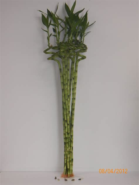 Buy 10 Stalks Of 34 Inch Curly Spiral Lucky Bamboo Online At Desertcartuae