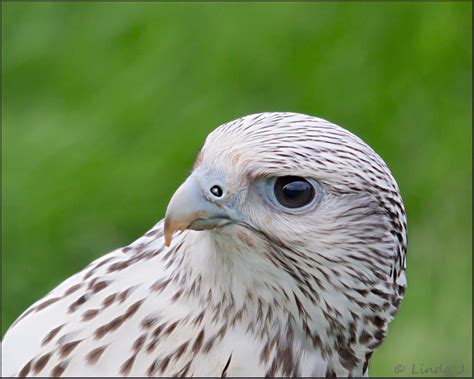 Bird Of Prey The White Falcon This Bird Belongs To Jona Flickr