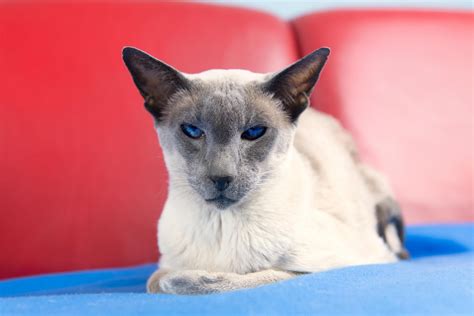 About Siamese Cats All To Do With Cats