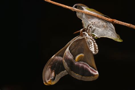 Le Bombyx De Lailante Samia Cynthia élevage Batraciens Et