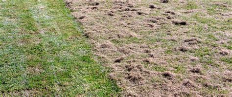 Does Your Lawn Have Too Much Thatch Build Up Heres How To Find Out