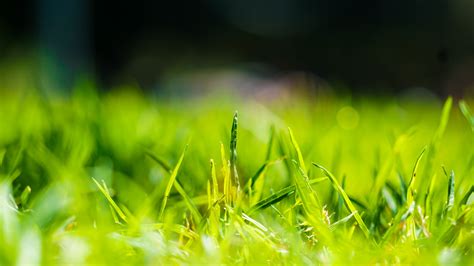 Gambar Alam Cabang Embun Cahaya Menanam Halaman Rumput Padang