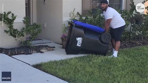 Florida Man Catches Alligator In Garbage Can Video Of It Goes Viral