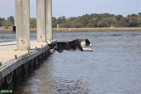 Blue Merle Border Collie Stud Stud Dog South Carolina Breed Your Dog