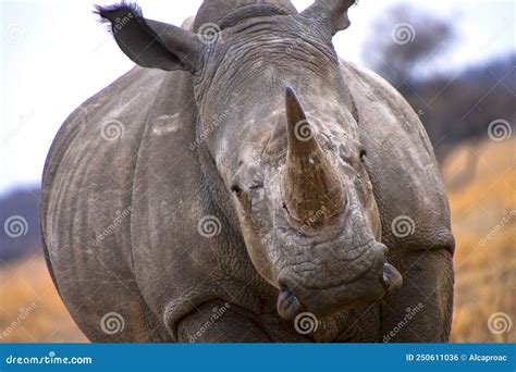 White Rhinoceros Khama Rhino Sanctuary Botswana Stock Photo Image