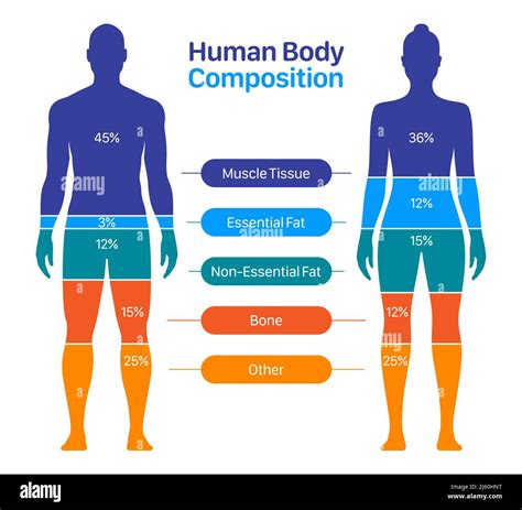 Anket Elimden Geleni Yap Alfabe Human Body Composition