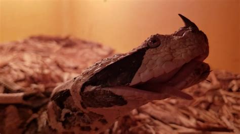 All About The Gaboon Viper Bitis Gabonica Awesome Snake Youtube