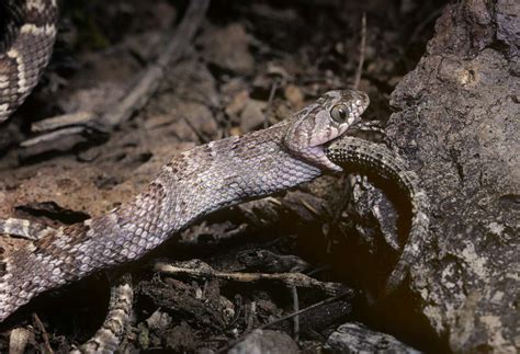 Rare Threatened Or Endangered Snakes In Texas