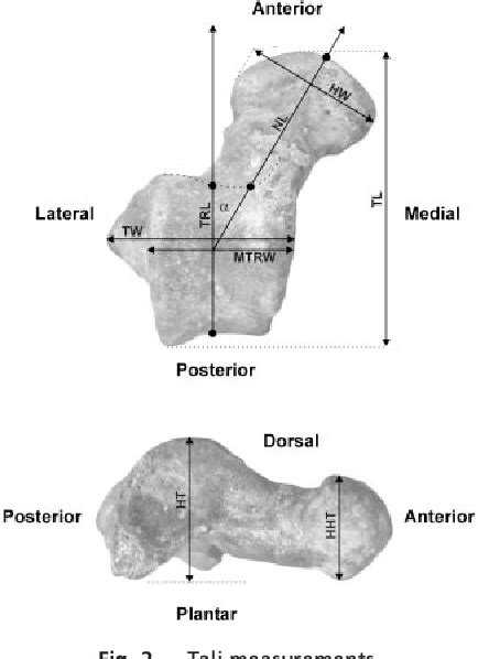 Figure 1 From The Anthropoid Status Of A Primate From The Late Middle