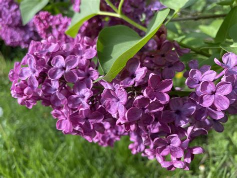 Lilac Season Rontario