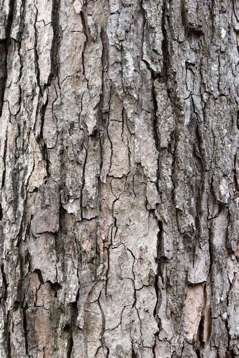 Free Picture Oak Nature Tree Bark Wood Tree Texture Surface
