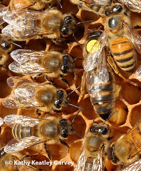 Western Honey Bee Origin Its In The Genes Bug Squad Anr Blogs