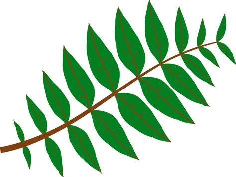 Free Jungle Leaves Cliparts Download Free Jungle Leaves Cliparts Png