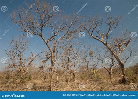 Dry Deciduous Forest Of Flame Of The Forest Butea Monosperma Stock