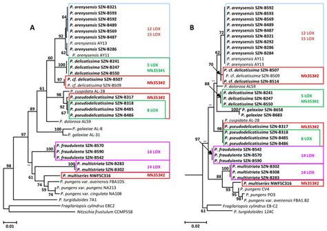 Molecular Phylogeny Of Pseudo Nitzschia Species Maximum Likelihood