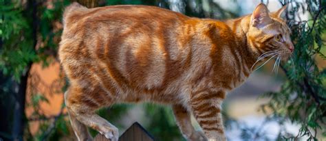 American Bobtail Cat Cat Breed Information Characteristics And Facts