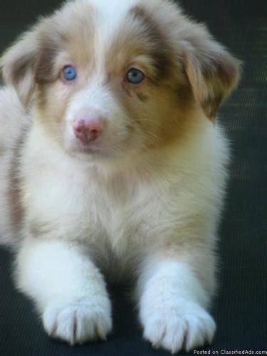 Australian Shepherd Puppies Akcasca Red Merle For Sale