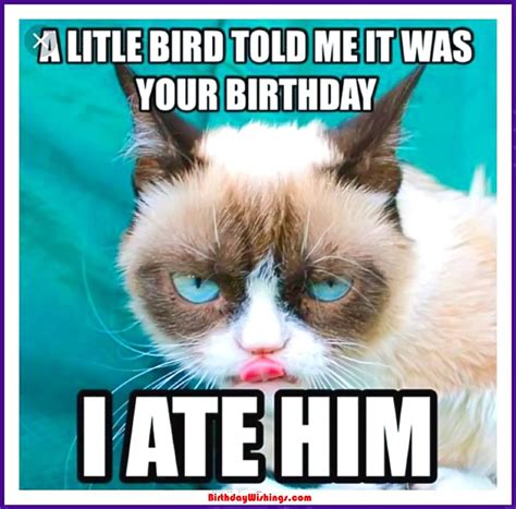 Funny Happy Birthday Memes With Cats Dogs And Funny Animals