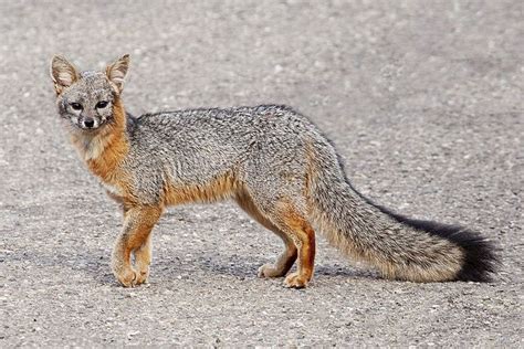 Urocyon Cinereoargenteus Canidae Gray Fox Grey Fox Gray San Luis