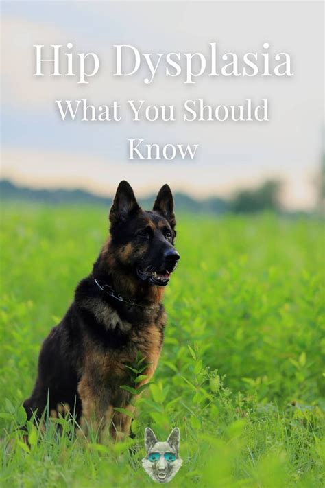 German Shepherd Hip Dysplasia What You Should Know