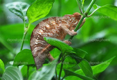 Panther Chameleon — Stock Photo © Happyalex 21021461