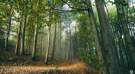 Forest Scene Ultra Nature Forests Autumn Trees Light Leaves