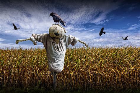 Scarecrow With Black Crows Over A Cornfield Photograph By Randall Nyhof