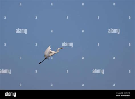 White Egrets In Flight In The Blue Sky Stock Photo Alamy