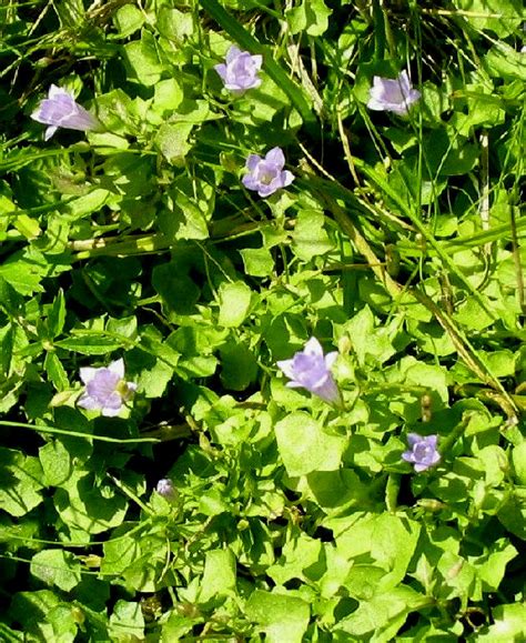 Wahlenbergia hederacea 3.jpg1,200 × 1,600; Pflanzenbilder Gerhard Nitter