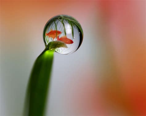Amazing Water Drop In Photos All Amazing