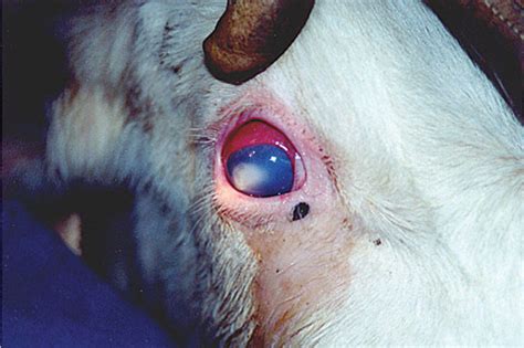 Pinkeye symptoms, which may affect one or both eyes, include: Research shows new emerging pinkeye strain - Progressive ...