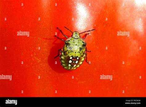 Green Stink Bug Larva In The Final 5th Instar Stage Latin Nezara