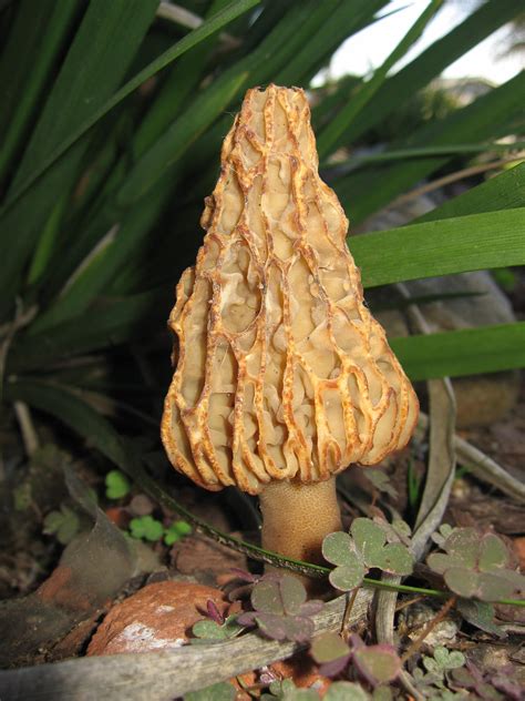 Is this a yellow morel? Found March 18 in San Diego, CA in mulch near ...