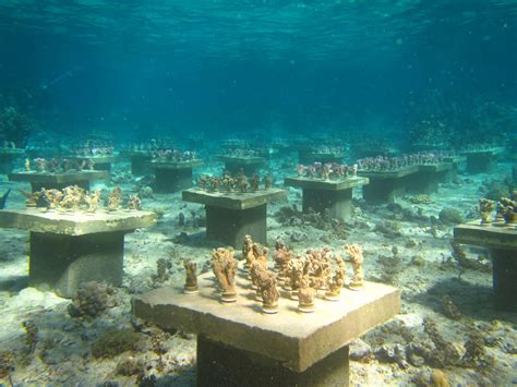 Underwater Gardens Boost Coral Diversity To Stave Off ‘biodiversity